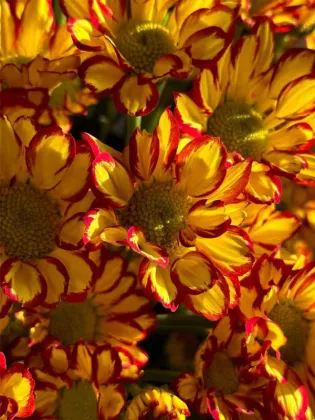 Roman Holiday spray chrysanthemum