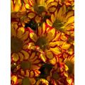 রোমান হলিডে স্প্রে chrysanthemum