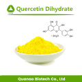 Extracto de Sophora Japonica Quercetina dihidrato 98% Polvo UV