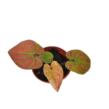 topverkoop caladium c99