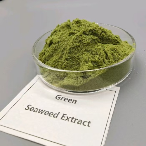สารสกัดจากสาหร่ายสีเขียว Premium Plant Nutrition Solution