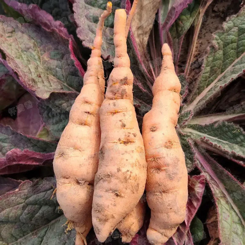 Pure Processed Rehmannia Extract for Enhanced Immune Support