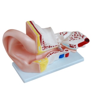 Géant 5 fois plus grand modèle anatomique de science médicale de l'anatomie de l'oreille humaine