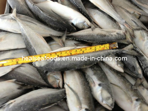 Frozen Hard Tail Scad Fish 16cm+