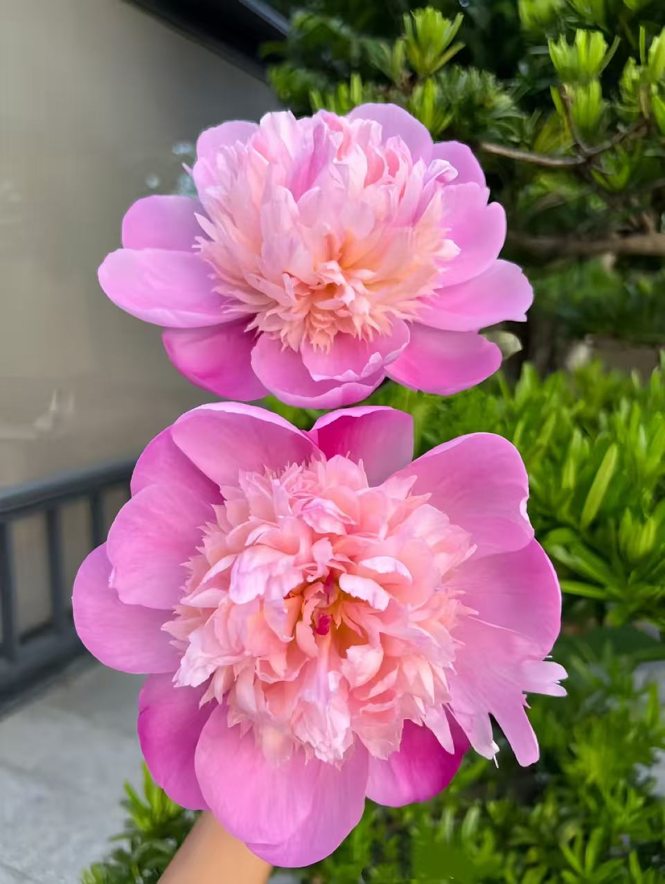 Zu Diaochan pink Peony