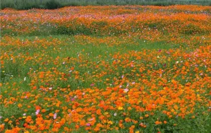 Flower seeds cosmos american meadows