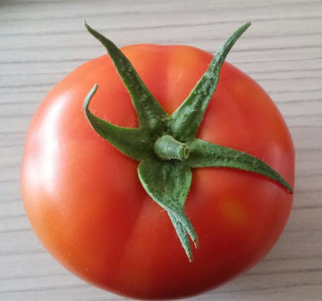 Ability hybrid tomato seeds for sale