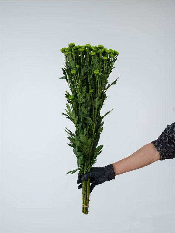Spray chrysanthemum Green Forest Pompon4