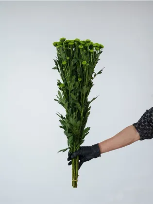 Spray chrysanthemum Green Forest Pompon