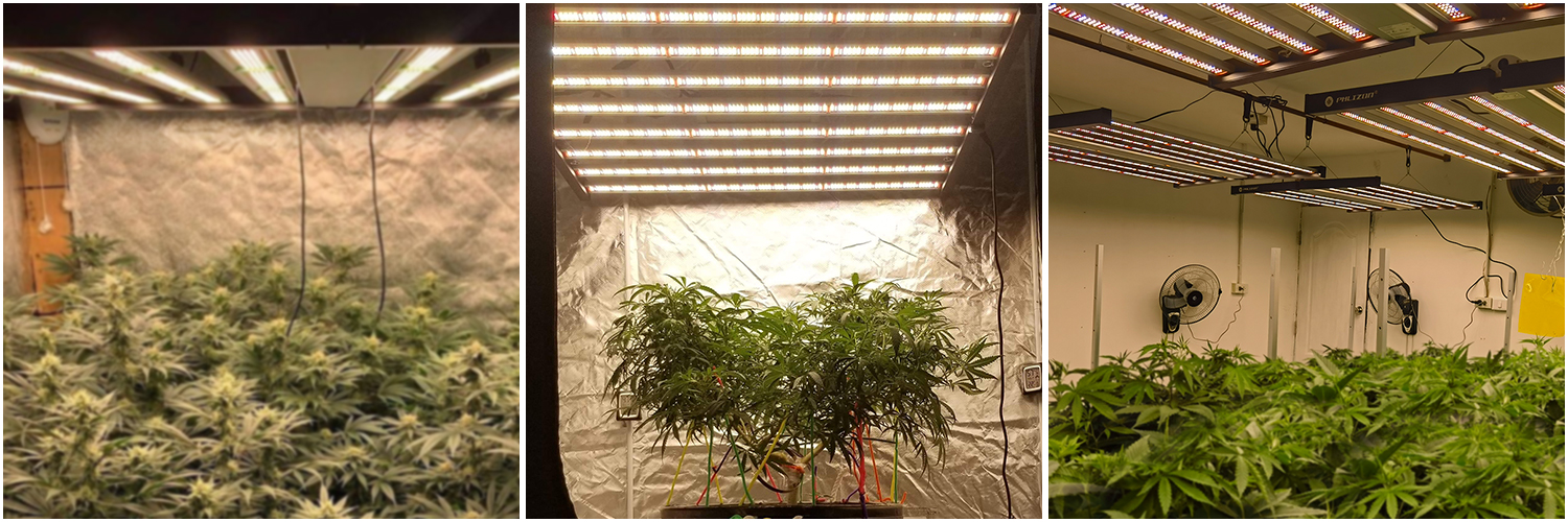 Led Lighting For Indoor Growing