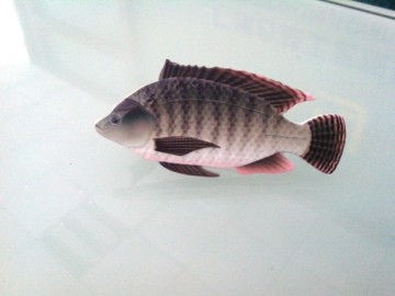 Fish Shape Tie Clip, Custom Badge (GZHY-LDJ-029)