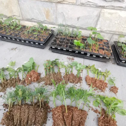Plastic Seed Germination Trays for Nursery and Planting