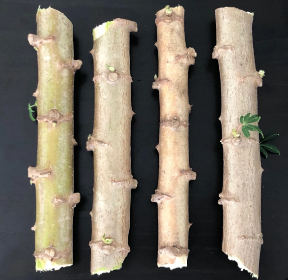 cassava stem cutting