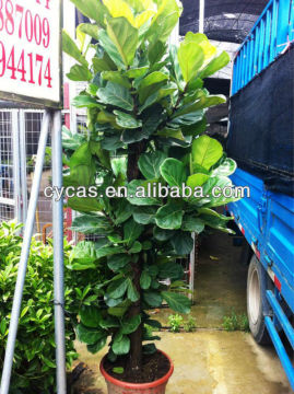 Ficus lyrata