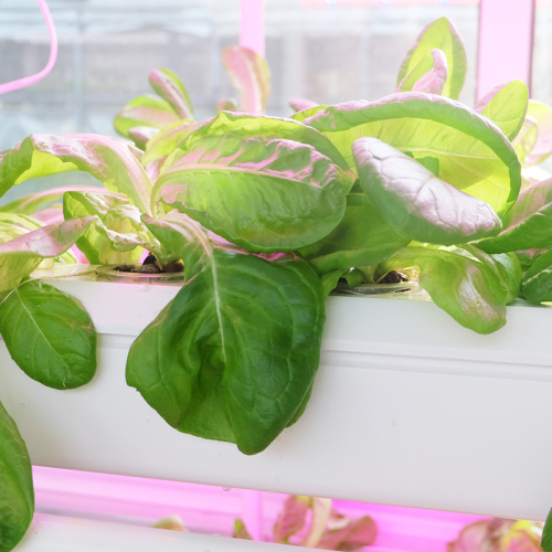 Berkualiti tinggi nft gully hydroponic untuk borong