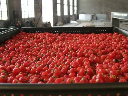 Sweet potato chips DW Multi-layer Belt Dryer