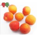 Best Quality Fresh Apricots