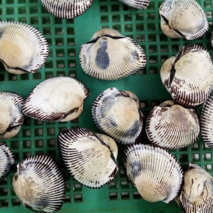 Frisches gefrorenes Muschelfleisch und blutige Blutmuscheln