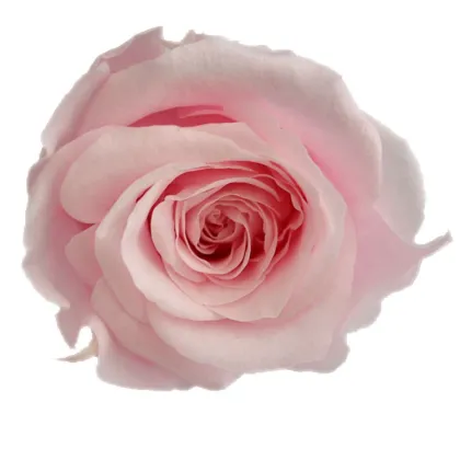 Sweet Pink Rose Flowers - Fresh Cut Flowers & Preserved Options