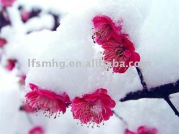 Titanium Dioxide Anatase TiO2 powder