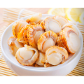 High Quality Cooked Seafood Scallop Without Shell