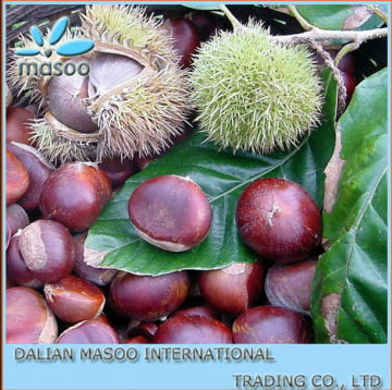 2013 Crop Chinese Chestnuts with top quality