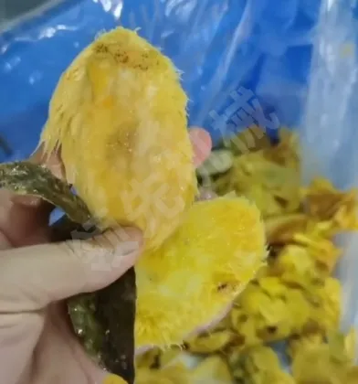 Mango Pulp Plant: Mango Seed Remover Machine & Mango Juice Maker