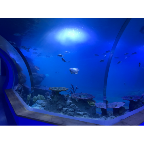 Ultra kalın döküm akrilik tünel balık tankı akvaryumu