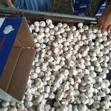 100% Natural garlic price yunnan sologarlic