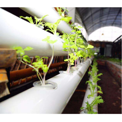 Sistema de hidroponía NFT Greenhouse para ensalada de lechuga-Skyplant