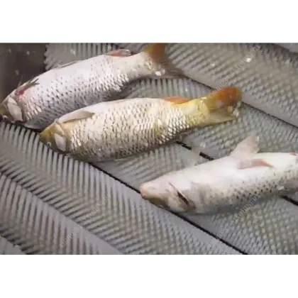 Big Capacity Pomfret Crucian Carp Descaler: Fish Processing Scaling Machine