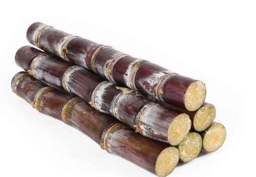 Sugarcane 1