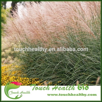 Touchhealthy supply chinese silvergrass seeds/ miscanthus seeds/Lawn grass seeds