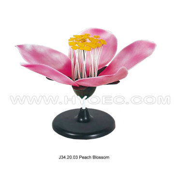 Peach Blossom-J34.20.03