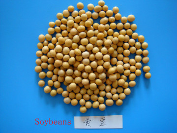 Proteinreiche trockene Sojabohne