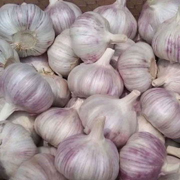 فصوص الثوم العضوية للاستخدام المنزلي