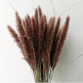 60cm Dried Pampas Grass Reed Flower Bouquet Natural Plants Home Decor Wedding Party Props Bulrush Flores Preservadas Decoration