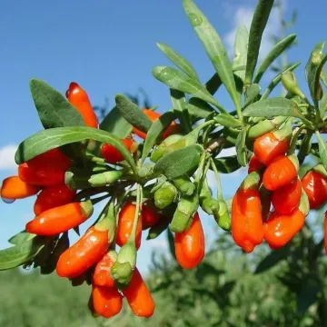 low pesticide NingXia dried goji berry