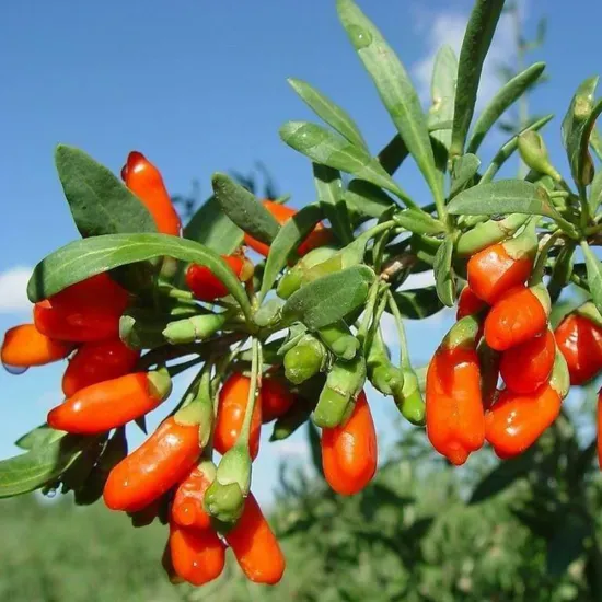 low pesticide NingXia dried goji berry