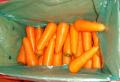 ผักสดแครอทขาย