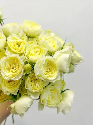 Warm Jade Multi-headed rose