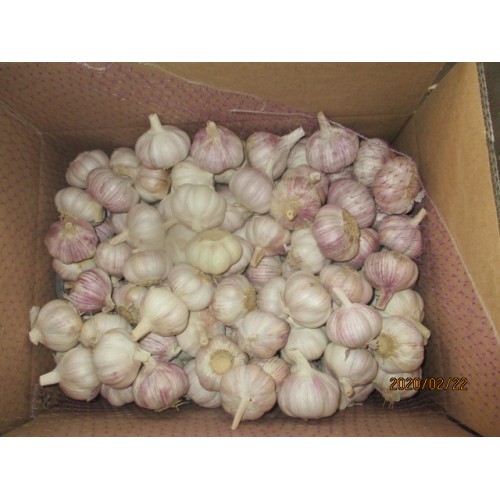 Hot Sale 2019 Knoblauch