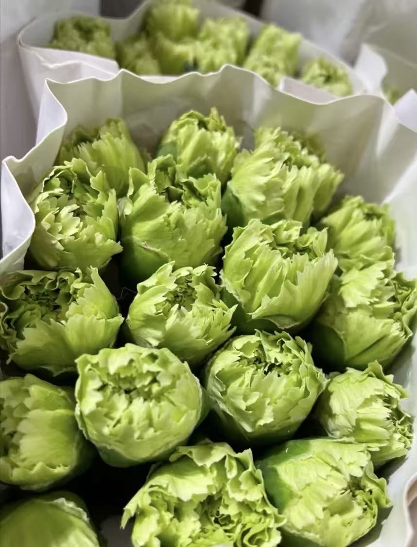 Single-headed Carnation with Green
