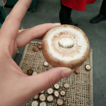 Newest Mushroom Stem Removing Machine - Shiitake Stem Cutter