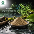 Ingrediente microbiano probiótico Bacillus Amyloliquefaciens