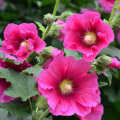 Compostos de flavonóides 10: 1 Althaea rosea extrato