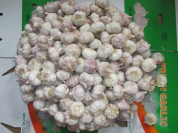 Normal Garlic Crop 2020