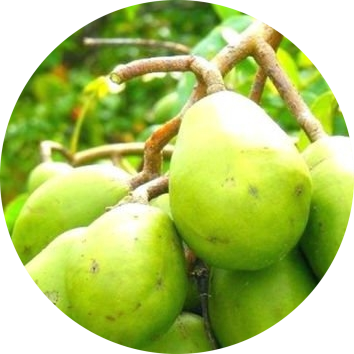 Natural Pure Pygeum Extract