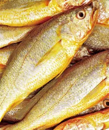 Frozen Cultivated Yellow Croaker