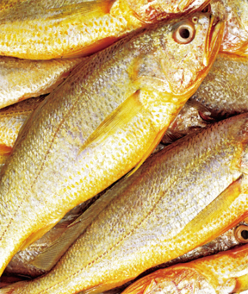 Cultivated Yellow Croaker